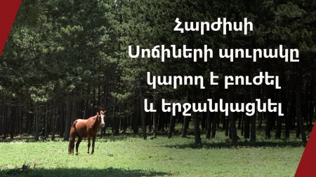 Սյունիքի այս բնակավայրի սոճիները կարող են բուժել, երջանկացնել ու գրավել զբոսաշրջիկների. տեսանյութ